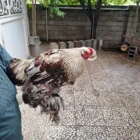 خروس  سلطان