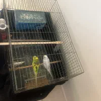 مرغ عشق نر و ماده