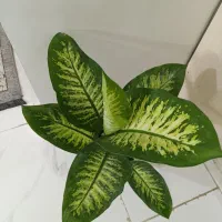 گل دیفن باخیا طبیعی سر حال و ضد افسردگی