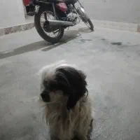 واگذاری سگ خانگی|سگ|زرین دشت (همدان), |دیوار