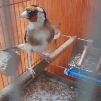 سهره بهاره جوجه سال قبل