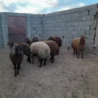 فروش ۷راس بره ماده هترو ۶ماه