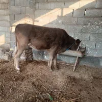 دو عدد گوساله ی محلی|حیوانات مزرعه|بندر ترکمن, |دیوار