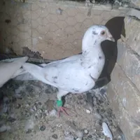 دم سفید خوشرنگ طوقی کله ای سرور .|پرنده|آباده, |دیوار