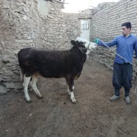 گاو ماده سیمنتال شرابی درجه یک|حیوانات مزرعه|ماهنشان, |دیوار