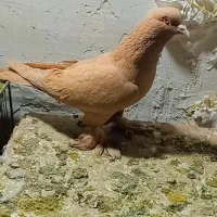 کبوتر زرد خیلی ناز
