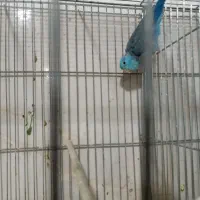 طوطی|پرنده|بم, |دیوار