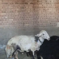 قوچ افشاری