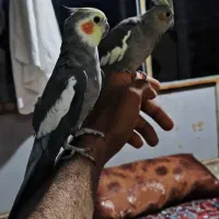 عروس هلندی|پرنده|اشنویه, |دیوار