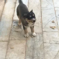 توله دو رگه ژرمن