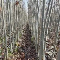 نهالستان مهندس جودی فروش صنوبر نگرای ترکیه و کبوده