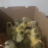 جوجه غاز محلی و دورگ اصل