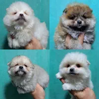 توله پامرانین خرسی و یدونه پودل