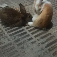 خرگوش