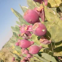 میوه کاکتوس اپونتیا تازهچین و درجهیک|گل و گیاه طبیعی|شیراز, معالیآباد|دیوار