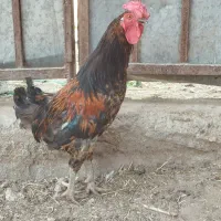خروس گلین