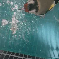 سهره|پرنده|شیراز, شهرک رضوان|دیوار