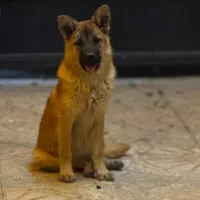 توله ژرمن تربیت شده ماده|سگ|تهران, سعیدآباد|دیوار