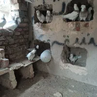طوقی