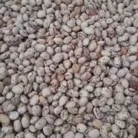 لوبیا چیتی سرحدی