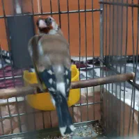 جوجه سهره نر