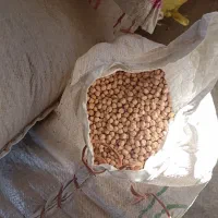 نخود دیم منطقه کاکاوند