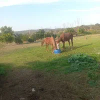 ۲ راس اسب یک مادیان ترکمن یک نریان هلشتاین|اسب و تجهیزات اسبسواری|ساری, |دیوار