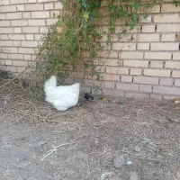 مرغ و جوجه عربی|حیوانات مزرعه|حمیدیه, |دیوار