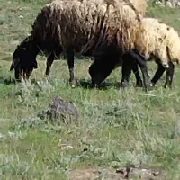 گوسفند فروشی