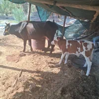 گاو گوساله نرسوزنی هلشتاین|حیوانات مزرعه|بندرعباس, |دیوار