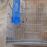 سهره بخوان
