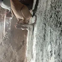 نر مایه زرد|پرنده|زرند, |دیوار