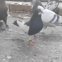 کبوتر طوق دم