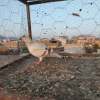 دوتا کفتر صید گرفتنی