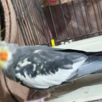 عروس هلندی سخنگو|پرنده|ماهدشت, |دیوار