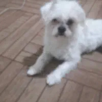 سگ پکنیز|سگ|تبریز, |دیوار