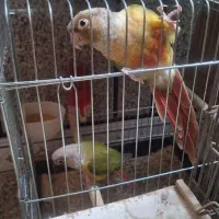 یک جفت طوطی گرندچک|پرنده|یاسوج, |دیوار
