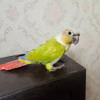 طوطی گرینچیک ،سانچیک ،دلوته