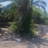فونیکس ۳۵ساله وتعدادی پالم  یک ونیم تا پنج متری