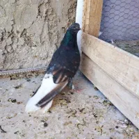 کبوتر سرور