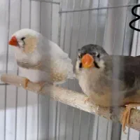 فنچ کینگ فول اورنج|پرنده|بندرعباس, |دیوار