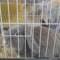 خرگوش لوپ و خوکچه هندی