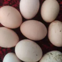 تخم‌مرغ محلی