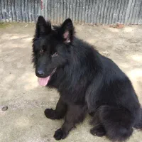 ژرمن|سگ|لاهیجان, بازکیاگوراب|دیوار