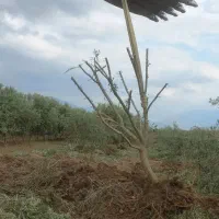 درخت زیتون|خدمات باغبانی و درختکاری|آزادشهر, |دیوار