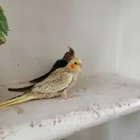 عروس هلندی دونه خور|پرنده|رفسنجان, |دیوار