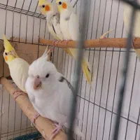 عروس هلندی با سه جوجه