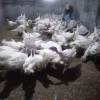 بوقلمون بیوتی گوشتی