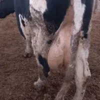 گاو زاییده گوساله نر