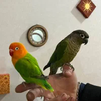 گرینچیک و کوتوله دستی|پرنده|اردکان, |دیوار